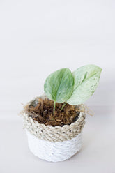 Scindapsus moonlight marble variegata